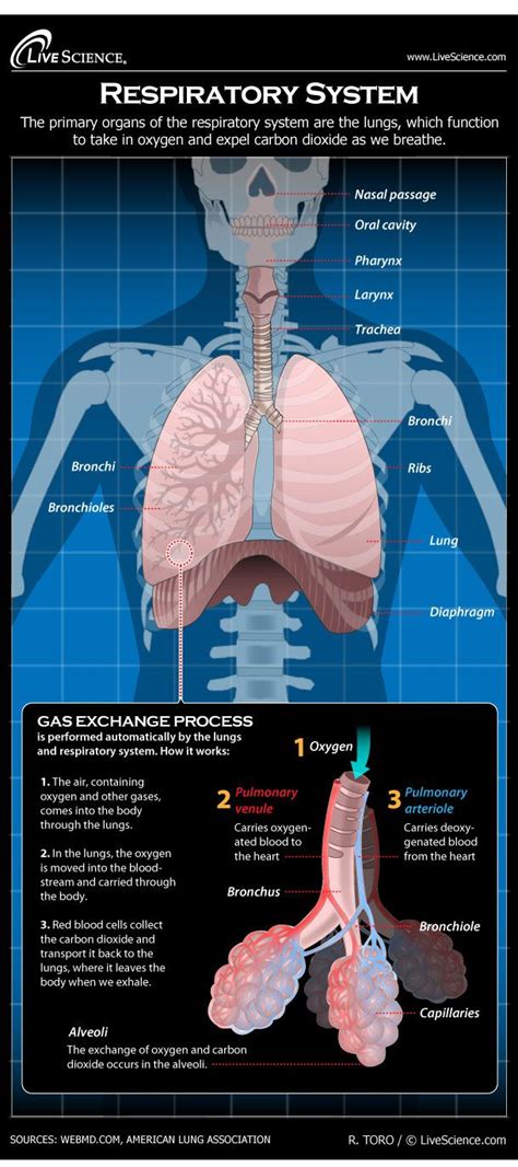 Human Respiratory System Model Labeled