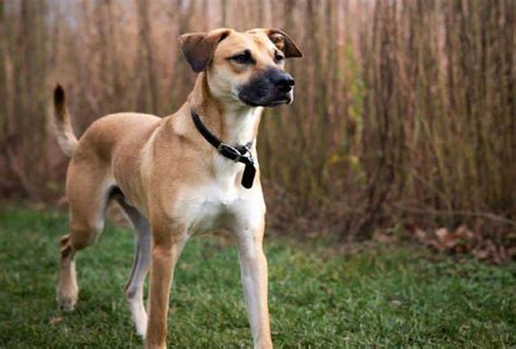 Black Mouth Cur Dog Breed: Info, Pictures, Care, Traits & History – Dogster