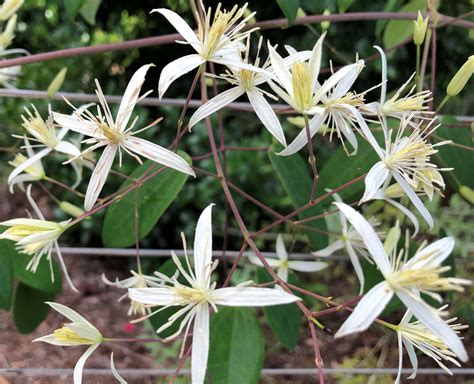 Clematis finetiana | Brushwood Nursery, Clematis Specialists