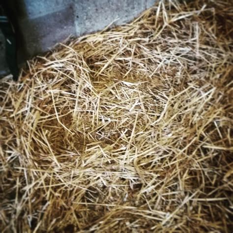 How to stop a horse eating their straw bed? ~ EquiPepper