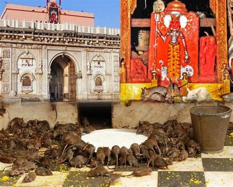 The Rat Temple of India : Where 20,000 Rats are Revered as Sacred ...