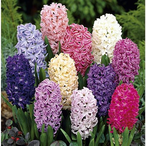 Plants, Seeds & Bulbs "20" Large to XL Mature WATER HYACINTH,POND ...