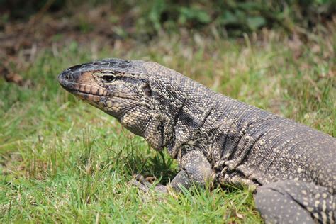 Why the Tegu Is the Best Pet Lizard - PetHelpful