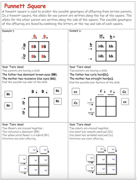 9 Hands-On Worksheet Punnett Square Worksheet - The Teach Simple Blog