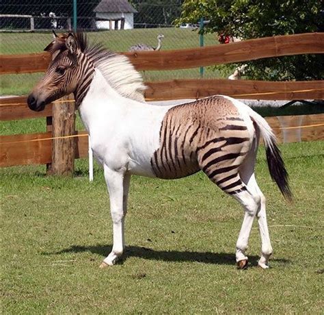 Stunning Zebra-Horse Hybrid