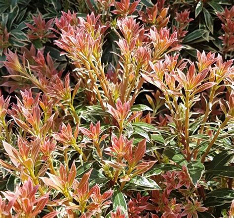 Pieris japonica 'Little Heath' | Farmyard Nurseries