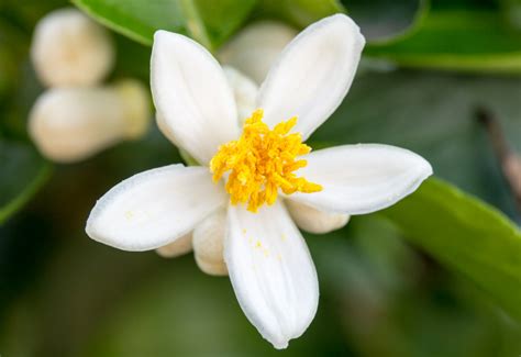 State Flower Series: Florida Orange Blossom