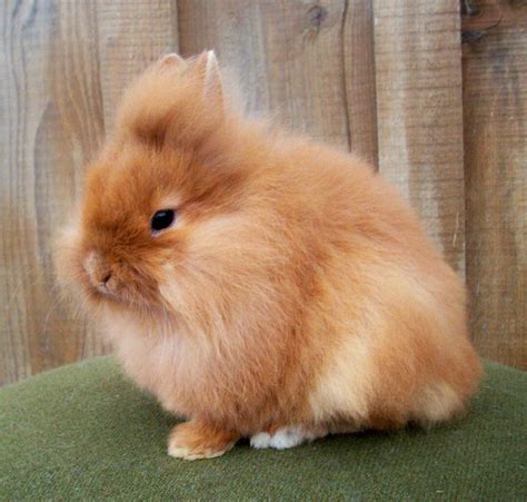 Pet Bunny, Funny Bunnies, Animals And Pets, Bunny Rabbits, Lionhead ...