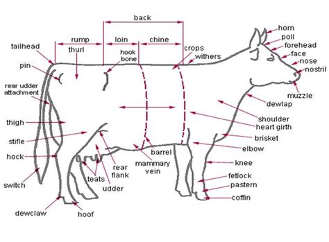 Anatomy - External Parts of the Dairy Cow | Beef cattle, Livestock ...