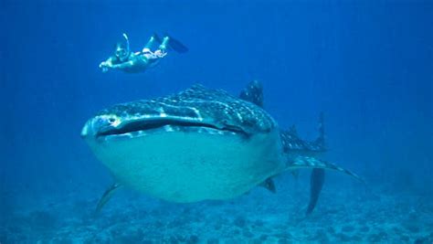 Whale Shark Volunteer 🤿| Conservation Projects 2022 | Volunteer World