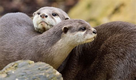 🦦 SeaQuest’s Guide to Otters - Learn about the world's otters! 🦦