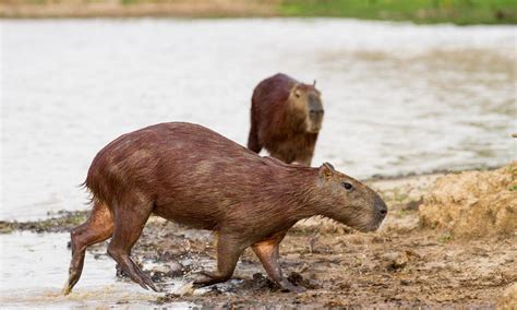 Are capybaras rodents? And 5 other capybara facts | Stories | WWF