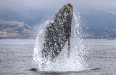 Whale watching and boat tours, San Luis Obispo, Pismo Beach, Avila ...