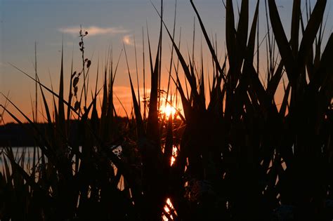 Grass At Sunset Free Stock Photo - Public Domain Pictures