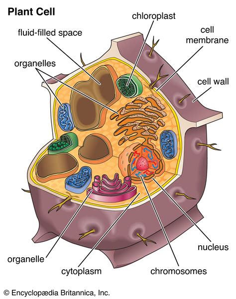 Cell - Structure, Organelles, Metabolism | Britannica