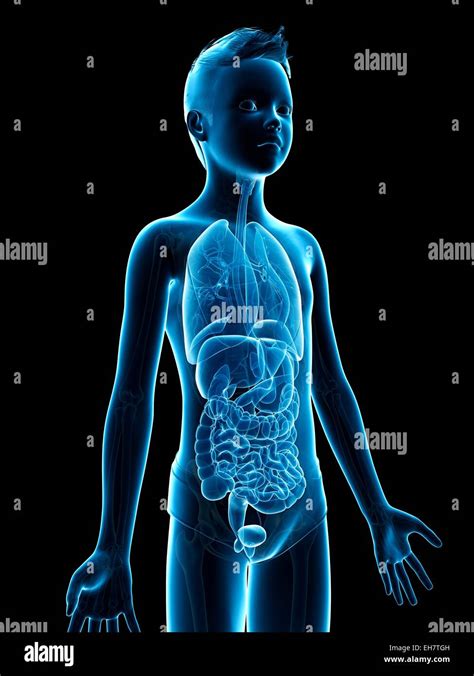 Anatomy of a boy, illustration Stock Photo - Alamy