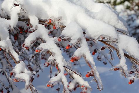 Burning bush in Winter | Our burning bush after the ice stor… | Flickr