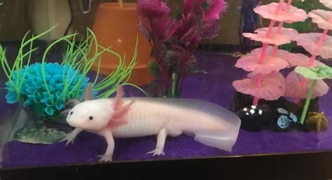 Axolotl Tank Mates: What Is Really Safe? - PetHelpful