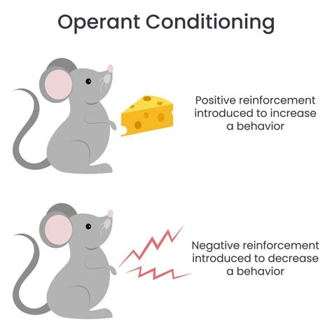 Operant Conditioning In Psychology: B.F. Skinner Theory