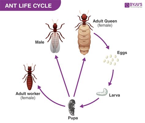 Ant Life Cycle | Ants Wiki | Fandom