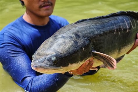 ALL ABOUT THE GIANT AND INDIA GIANT SNAKEHEAD | MonsterFishKeepers.com