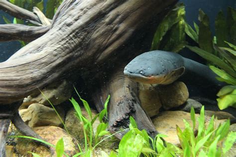 Georgia Aquarium Opens Electric Eel Habitat | Georgia Aquarium