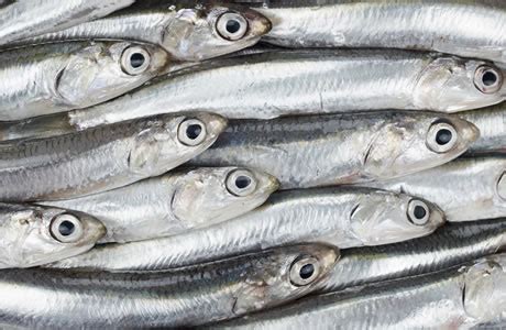 Anchovies fresh - anchovy Nutrition Facts | Calories in Anchovies fresh ...