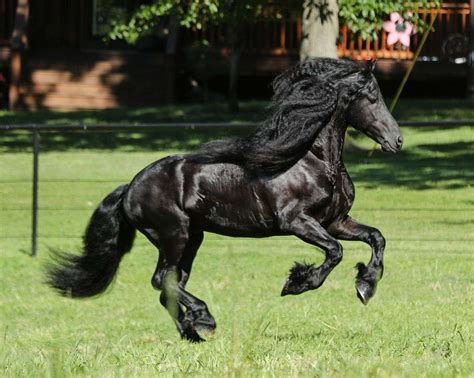 Black Star purebred Friesian Stallion