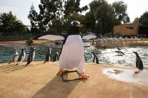 Edinburgh Zoo’s Penguin Rock adds one more to the parade | Edinburgh ...