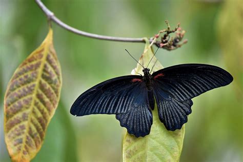 Black Butterfly Meaning: What Do Black Butterflies Symbolize? | Color ...