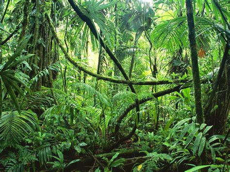 World Visits: Tropical Rainforests - Green Plants On The Earth