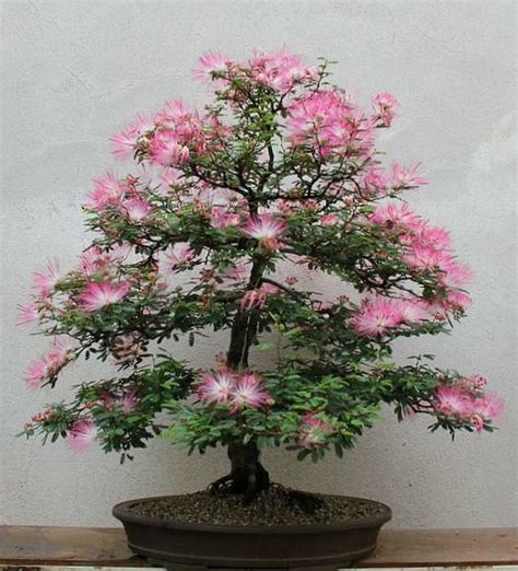 Mimosa bonsai - artist unknown | Bonsai trees for sale, Japanese bonsai ...