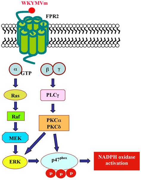 IJMS | Free Full-Text | Distinct Signaling Cascades Elicited by ...