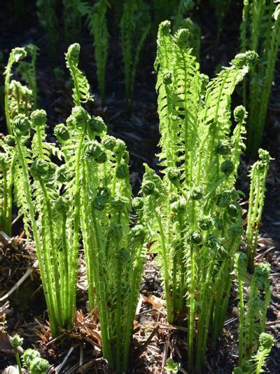 Planting Ostrich Ferns - Growing Information And Care Of Ostrich Fern ...