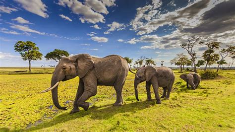 Animals in Maasai Mara National Reserve | Kenya Wildlife