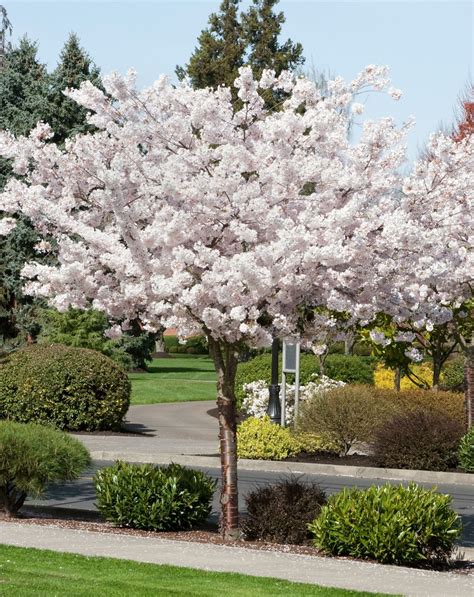 Prunus 'Shirotae' - Google Search | Cherry trees garden, Garden trees ...