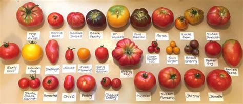 My nerdy tomato harvest chart/picture of 30 varieties