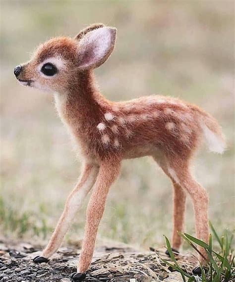 The 100 Cutest Animals Of All Time | Cute animals, Baby animals ...