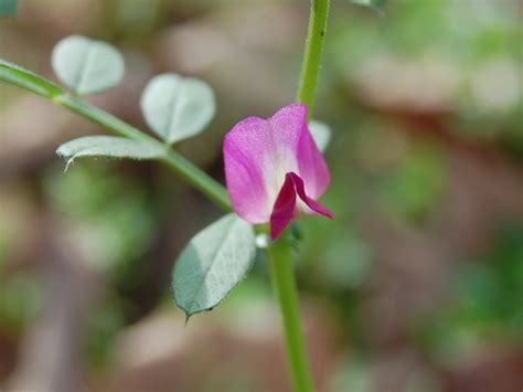 Brenda's "Texas Wild" Garden: Wild Sweet Pea Vine