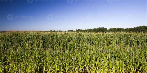 agricultural landscape with rows of green corn 9417324 Stock Photo at ...