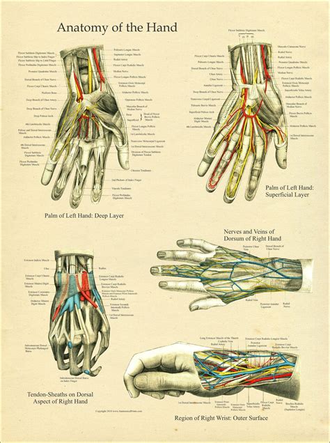 Hand and Wrist Anatomy Poster | Wrist anatomy, Joints anatomy, Human ...