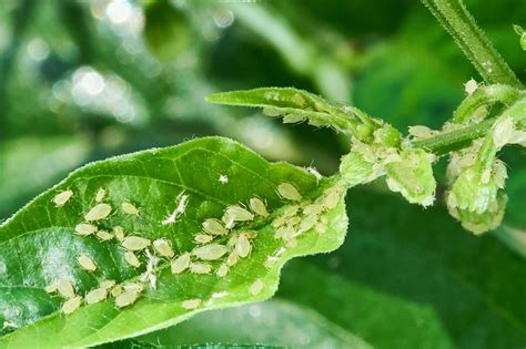 11 Ecofriendly Aphid Control Methods - Pest Control Options