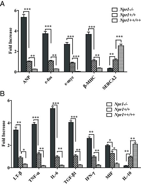 Gene expression profiles of hypertrophy markers and proinflammatory ...