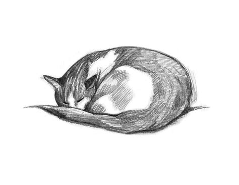 Cat Drawing, Pencil Drawing of Cat, Gift for Cat Lover, Cat Sketch ...