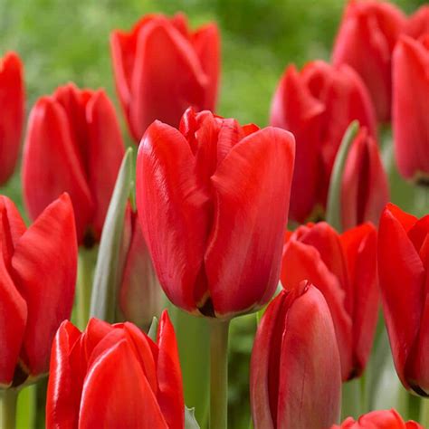 Garden State Bulb 12/+ cm Tulip Bulbs Darwin Hybrid Red Collection (Bag ...