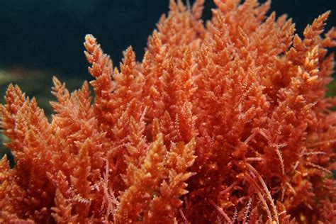 Marine Gardens: Types of Plants Found in the Ocean