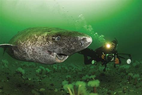 Greenland sharks: zombies of the deep - DIVE Magazine