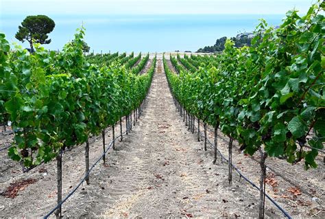 In California, a new strategy to fight grapevine-killing bacteria ...