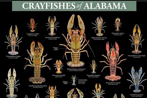 Alabama leads the nation in crayfish species; get to know some of them ...