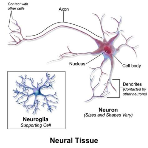 Nervous Tissue - Definition, Function and Types | Biology Dictionary